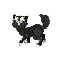 Neko the cat